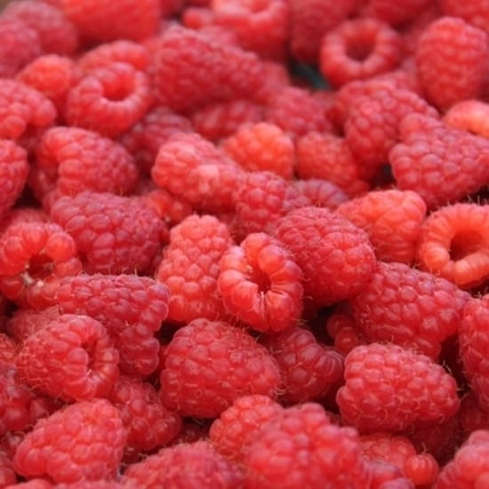 Raspberry Fruit Powder 11 kg