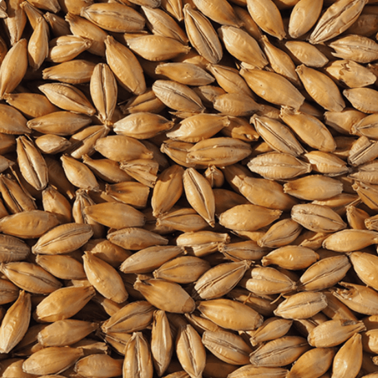 Crisp Scottish Pale Ale Malt 55 lb