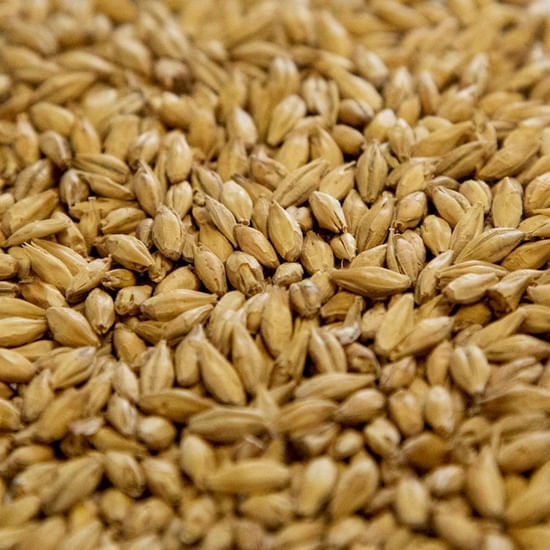 Dingemans Pilsen 55 lb