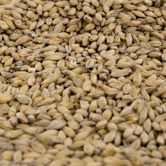 Gambrinus Munich Light 55 lb