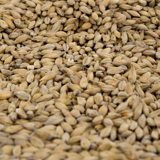 Gambrinus Organic Munich Light 55 lb