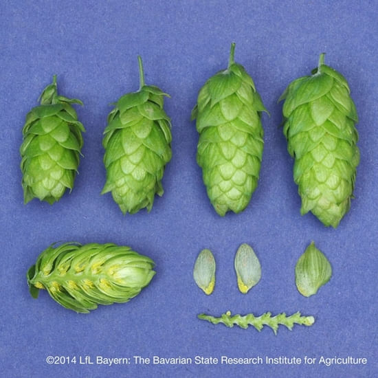 German Hersbrucker 11 lb